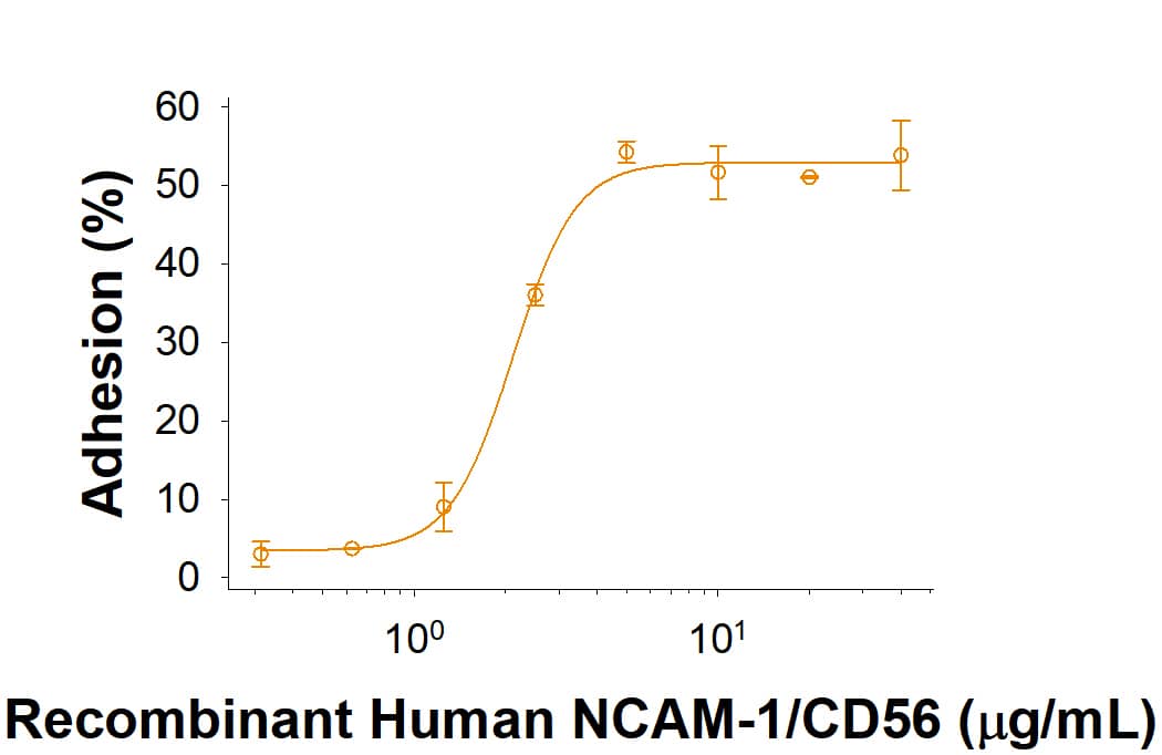 Bioactivity NCAM-1/CD56 [Unconjugated]