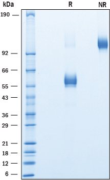 SDS-Page NKG2C/CD159c/KLRC2 [Unconjugated]