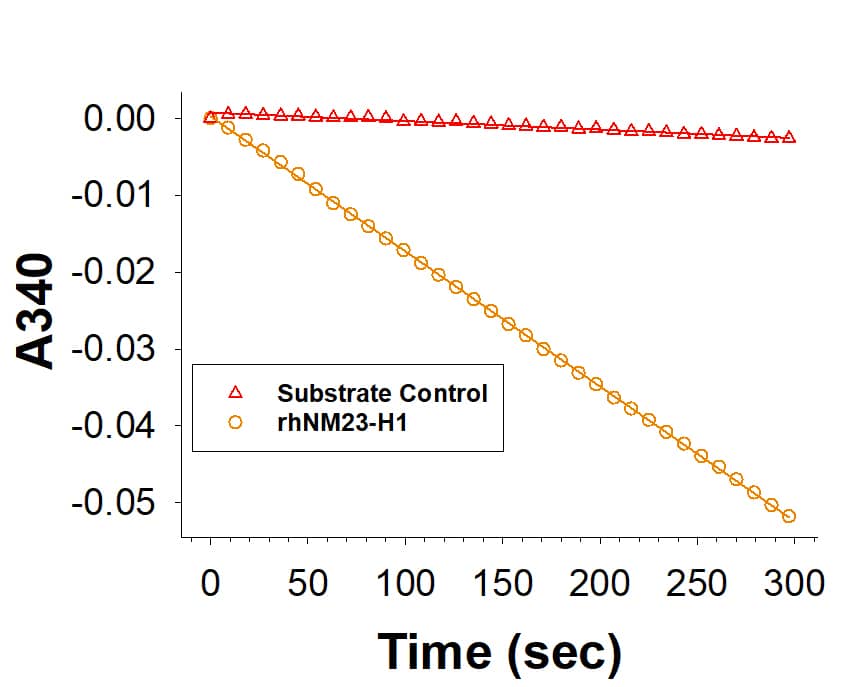 Recombinant Human NM23-H1 His-tag (Catalog # 10495-NM) is measured by its ability to convert thymidine diphosphate and adenosine triphosphate to thymidine triphosphate and adenosine diphosphate in a coupled assay.