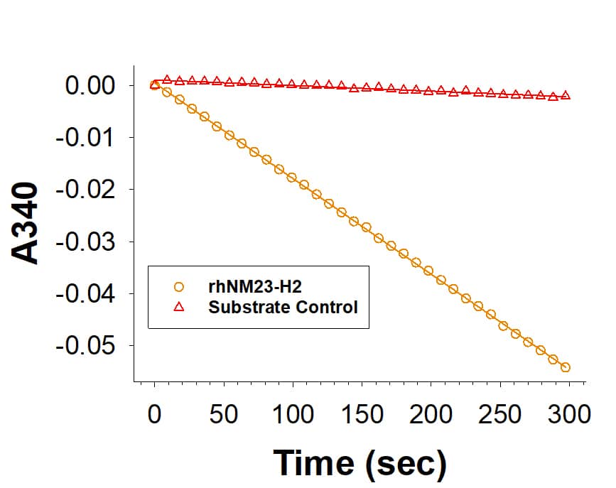 Recombinant Human NM23-H2 His-tag (Catalog # 10466-NM) is measured by its ability to convert thymidine diphosphate and adenosine triphosphate to thymidine triphosphate and adenosine diphosphate in a coupled assay.