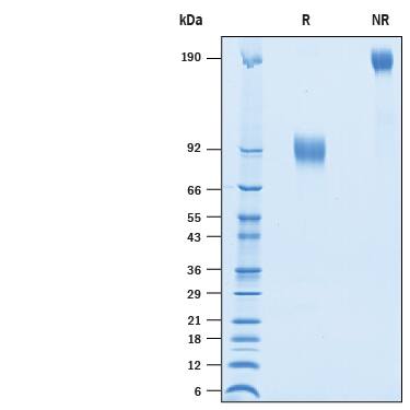 2 μg/lane of Recombinant Cynomolgus Monkey/Rhesus Macaque Nectin-1 Fc Chimera was resolved with SDS-PAGE under reducing (R) and non-reducing (NR) conditions and visualized by Coomassie® Blue staining, showing bands at 87-100 kDa and 170-200 kDa, respectively.