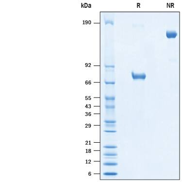 2 μg/lane of Recombinant Cynomolgus Monkey Nectin-2/CD112 Fc Chimera Protein (Catalog # 10485-N2) was resolved with SDS-PAGE under reducing (R) and non-reducing (NR) conditions and visualized by Coomassie® Blue staining, showing bands at 68-80 kDa and 130-160 kDa, respectively.