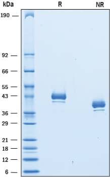 SDS-Page Nectin-4/PVRL4 [Unconjugated]