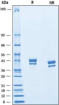 SDS-Page Nectin-4/PVRL4 [Unconjugated]