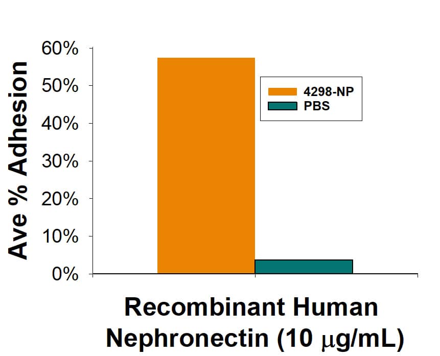 Bioactivity Nephronectin [Unconjugated]