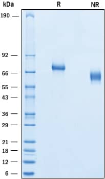 SDS-Page Netrin-G1a [Unconjugated]