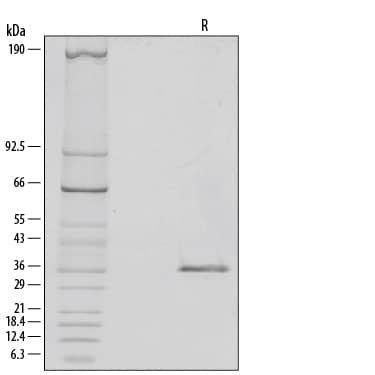 1 μg/lane of Recombinant Human NRG1-beta 1/HRG1-beta 1 Extracellular Domain (Catalog # 377-HB) was resolved with SDS-PAGE under reducing (R) conditions and visualized by silver staining, showing a single band at 36 kDa.