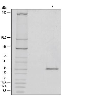 1 μg/lane of Recombinant Human NRG1-beta 1/HRG1-beta 1 Extracellular Domain (Catalog # 377-HB) was resolved with SDS-PAGE under reducing (R) conditions and visualized by silver staining, showing a single band at 36 kDa.