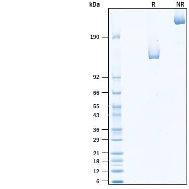 SDS-Page Neuropilin-1 [Unconjugated]