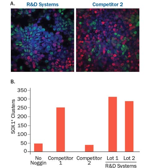 Bioactivity Noggin [Unconjugated]