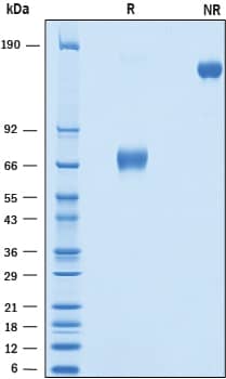 2 μg/lane of Recombinant Human OLT-2/TARM1 Fc Chimera was resolved with SDS-PAGE under reducing (R) and non-reducing (NR) conditions and visualized by Coomassie® Blue staining, showing bands at 64-74 kDa and 130- 150 kDa, respectively.