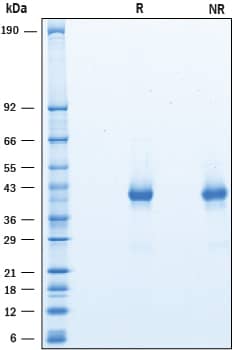 2 μg/lane of Recombinant Human OX40/TNFRSF4 was resolved with SDS-PAGE under reducing (R) and non-reducing (NR) conditions and visualized by Coomassie® Blue staining, showing bands at 40 - 44 kDa.