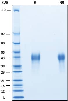 2 μg/lane of Biotinylated Recombinant Human PD‑1 His-Tag Avi-tag was resolved with SDS-PAGE under reducing (R) and non-reducing (NR) conditions and visualized by Coomassie® Blue staining, showing bands at 28-45 kDa.