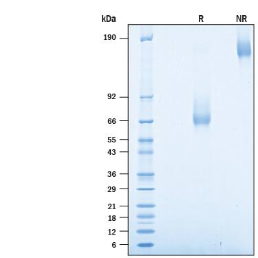 2 μg/lane of Biotinylated Recombinant Human PD-1 Fc Chimera Avi-tag (Catalog # AVI1086) was resolved with SDS-PAGE under reducing (R) and non-reducing (NR) conditions and visualized by Coomassie® Blue staining, showing bands at 62-88 kDa and 120-180 kDa, respectively.