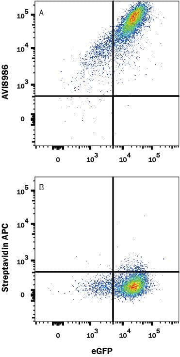 In a functional flow cytometry test, (A) Recombinant Human PD-1 His-tag Avi-tag Protein (Catalog # AVI8986) binds to HEK293 human embryonic kidney cell line transfected with recombinant human PD-L1 and EGFP. Ligand binding was detected by staining cells with APC-conjugated Streptavidin (Catalog # F0050), which does not stain the cells in the absence of recombinant protein (B).