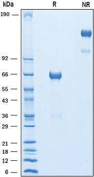 2 μg/lane of Recombinant Biotinylated Human PD‑1 Fc Chimera was resolved with SDS-PAGE under reducing (R) and non-reducing (NR) conditions and visualized by Coomassie® Blue staining, showing bands at 60-70 kDa and 120-140 kDa, respectively.