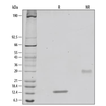 SDS-Page PDGF-BB [Unconjugated]