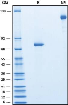 SDS-Page PDGFRL [Unconjugated]