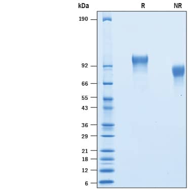 SDS-Page PDGFR alpha [Biotin]
