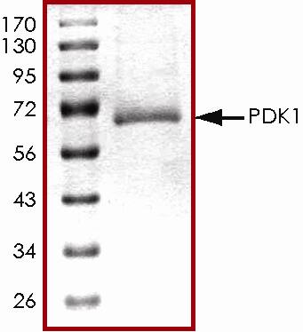 The approximate molecular weight is 67 kDa and the purity is > 95%.