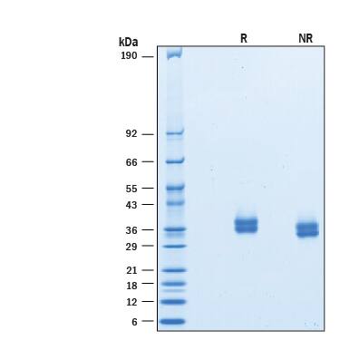 2 μg/lane of Recombinant Cynomolgus Monkey PD‑L1/B7‑H1 His-tag (Catalog # 10145-B7) was resolved with SDS-PAGE under reducing (R) and non-reducing (NR) conditions and visualized by Coomassie® Blue staining, showing bands at 34-40 kDa.