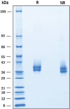 2 μg/lane of Biotinylated Recombinant Human PD-L1/B7-H1 His Tag Avi Tag was resolved with SDS-PAGE under reducing (R) and non-reducing (NR) conditions and visualized by Coomassie® Blue staining, showing bands at 35-41 kDa.