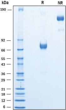 2 μg/lane of Biotinylated Recombinant Human PD-L1 Fc Chimera Avi-tag (Catalog # AVI156) was resolved with SDS-PAGE under reducing (R) and non-reducing (NR) conditions and visualized by Coomassie® Blue staining, showing bands at 70-80 kDa and 140-160 kDa, respectively.