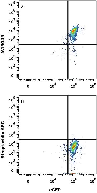 In a functional flow cytometry test, (A) Recombinant Human PD-L1/B7-H1 His-tag Avi-tag Protein (Catalog # AVI9049) binds to HEK293 human embryonic kidney cell line transfected with recombinant human PD-1 and EGFP. Ligand binding was detected by staining cells with APC-conjugated Streptavidin (Catalog # F0050), which does not stain the cells in the absence of recombinant protein (B).