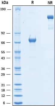 2 μg/lane of Biotinylated Recombinant Human PD-L1/B7-H1 Fc Chimera (Catalog # BT156) was resolved with SDS-PAGE under reducing (R) and non-reducing (NR) conditions and visualized by Coomassie® Blue staining, showing bands at 70-75 kDa and 140-150 kDa, respectively.