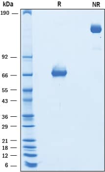 2 μg/lane of Recombinant Mouse PD‑L2/B7‑DC (K113S) was resolved with SDS-PAGE under reducing (R) and non-reducing (NR) conditions and visualized by Coomassie® Blue staining, showing bands at 64-84 kDa and 125-170 kDa, respectively.
