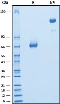2 μg/lane of Recombinant Rat PD‑L2/B7‑DC was resolved with SDS-PAGE under reducing (R) and non-reducing (NR) conditions and visualized by Coomassie® Blue staining, showing bands at 62-73 kDa and 120-150 kDa, respectively.