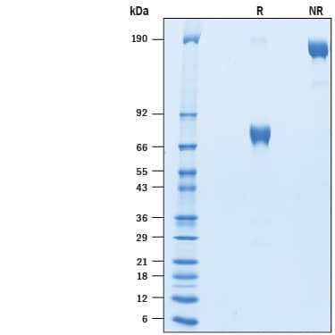 2 μg/lane of Recombinant Human PD-L2/B7-DC Fc Chimera Avi-tag was resolved with SDS-PAGE under reducing (R) and non-reducing (NR) conditions and visualized by Coomassie® Blue staining, showing bands at 70-81 kDa and 140-160 kDa, respectively.