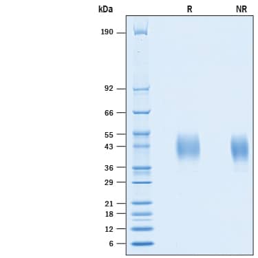 2 μg/lane of Recombinant Human PD-L2/B7-DC His-tag Avi-tag was resolved with SDS-PAGE under reducing (R) and non-reducing (NR) conditions and visualized by Coomassie® Blue staining, showing bands 40-50 at kDa.