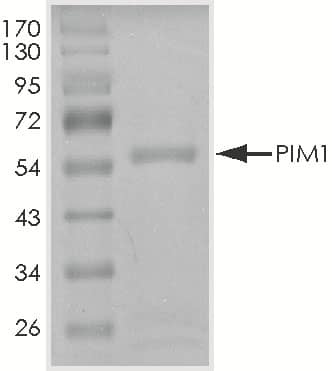 SDS-Page PIM1 [Unconjugated]