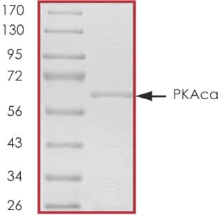 The approximate molecular weight is 69 kDa and the purity is > 90%.