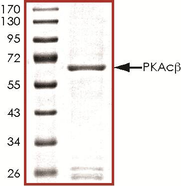 The approximate molecular weight is 65 kDa and the purity is > 80%.