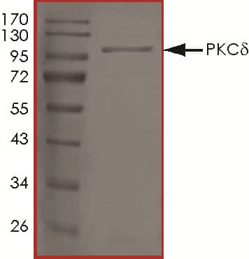 SDS-Page PKC delta [Unconjugated]