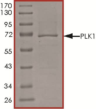 The approximate molecular weight is 70 kDa and the purity is > 90%.