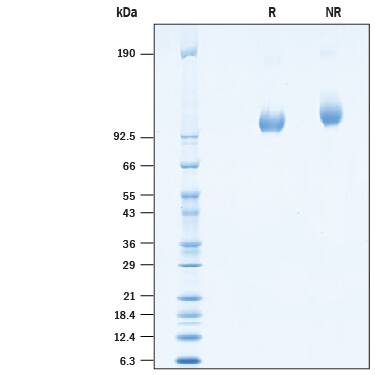 2 μg/lane of Recombinant Cynomolgus Monkey PSMA/FOLH1/NAALADase I His-tag (Catalog # 10437-ZN) was resolved with SDS-PAGE under reducing (R) and non-reducing (NR) conditions and visualized by Coomassie® Blue staining, showing a band at ~100 kDa under reducing conditions.