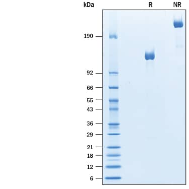 2 μg/lane of Recombinant Mouse PTK7/CCK4 Fc Chimera (Catalog # 10333-TK) was resolved with SDS-PAGE under reducing (R) and non-reducing (NR) conditions and visualized by Coomassie® Blue staining, showing bands at 110-130 kDa and 220-160 kDa, respectively.