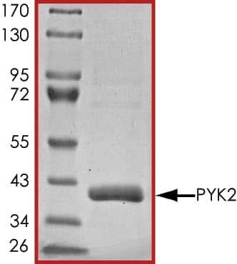 The approximate molecular weight is 39 kDa and the purity is > 95%.