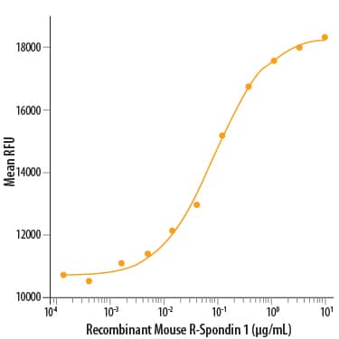 Recombinant Mouse R-Spondin 1 (Catalog # 3474-RS) induces activation of  beta -catenin response in a Topflash Luciferase assay using HEK293T human embryonic kidney cells. The ED50 for this effect is 50-200 ng/mL in the presence of 5 ng/mL of Recombinant Mouse Wnt-3a (Catalog # 1324-WN).
