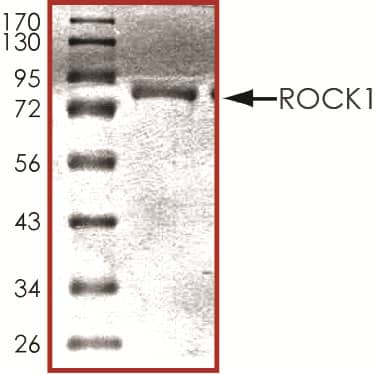 The approximate molecular weight is 85 kDa and the purity is > 80%.