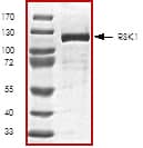 The approximate molecular weight is 108 kDa and the purity is > 90%.