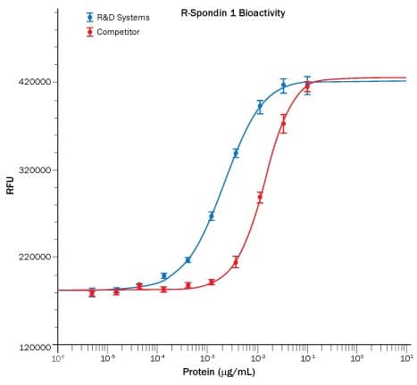 Recombinant Human R-Spondin 1 (Catalog # 4645-RS), in the presence of Recombinant Mouse Wnt-3a (Catalog # 1324-WN); 5 ng/mL), induces activation of beta-catenin in HEK293T cells measured using the Topflash assay (blue). The activity is approximately 7-fold greater than the competitor's R-Spondin 1 (red).