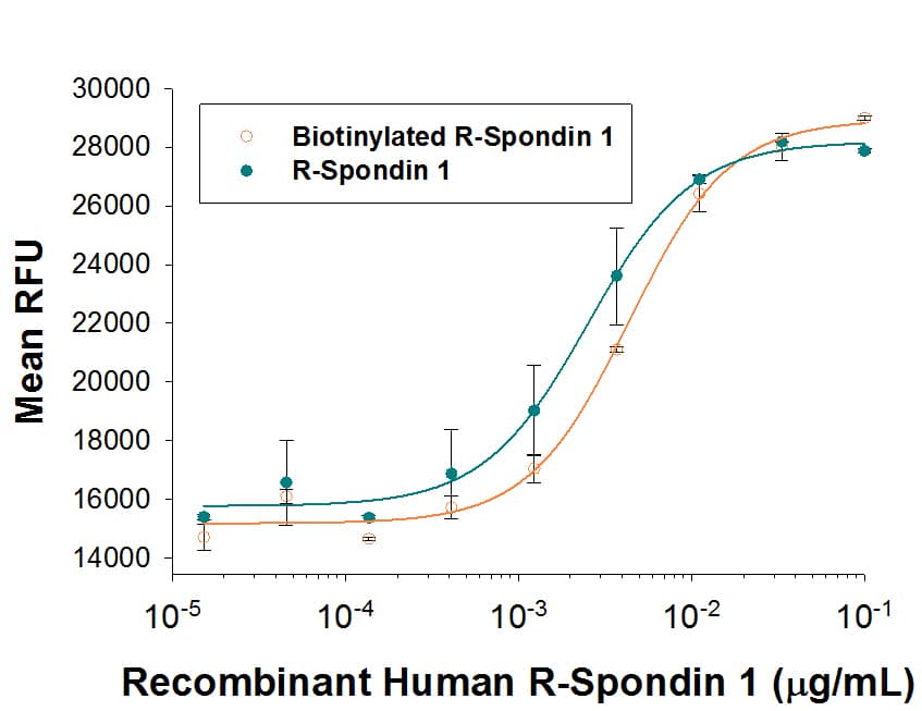 Both Biotinylated Recombinant Human R-Spondin 1 (Catalog # BT4645/CF) and unlabeled Recombinant Human R-Spondin 1 (Catalog # 4645-RS) induces activation of  beta -catenin response in Topflash Luciferase assay using HEK293T human embryonic kidney cells. The ED50 for this effect is 5-30 ng/mL in the presence of 5 ng/mL Recombinant Mouse Wnt-3a (Catalog # 1324-WN). The similarity in activity highlights that the biotinylated protein is fully functional.