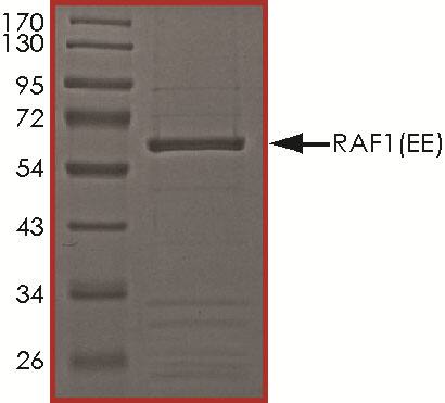 SDS-Page Raf-1 [Unconjugated]