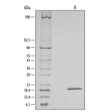 1 μg/lane of Recombinant Mouse SCF/c-kit was resolved with SDS-PAGE under reducing (R) conditions and visualized by silver staining, showing a single band at 19 kDa.