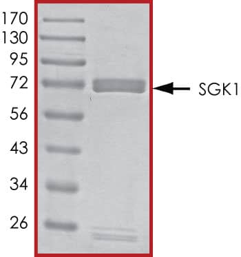 The approximate molecular weight is 73 kDa and the purity is > 90%.