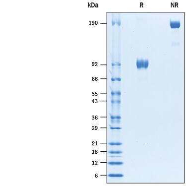 2 μg/lane of Biotinylated Recombinant Human SIRP alpha /CD172a Fc Chimera Avi-tag (Catalog # AVI4546) was resolved with SDS-PAGE under reducing (R) and non-reducing (NR) conditions and visualized by Coomassie® Blue staining, showing bands at 86-96 kDa and 170- 195 kDa, respectively.